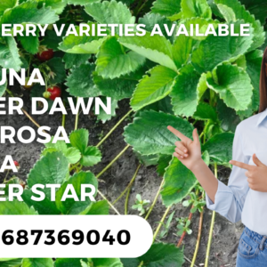Strawberry,Fortuna Strawberry