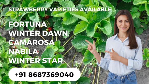 Strawberry,Fortuna Strawberry