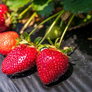 brilliance strawberry variety