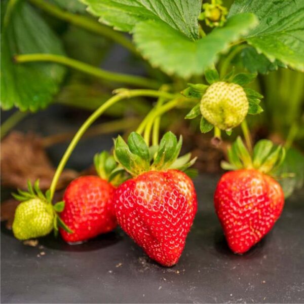 camarosa strawberry plants,winter dawn strawberry variety,strawberry marisol
