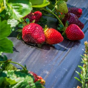 strawberry marisol