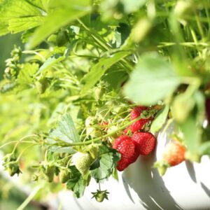 melissa strawberry