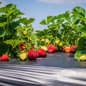 nabila strawberry