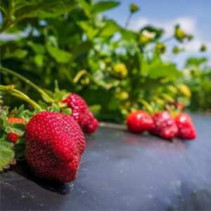 winter dawn strawberry variety